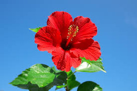 沖縄デリヘル アンティーク沖縄の店舗情報